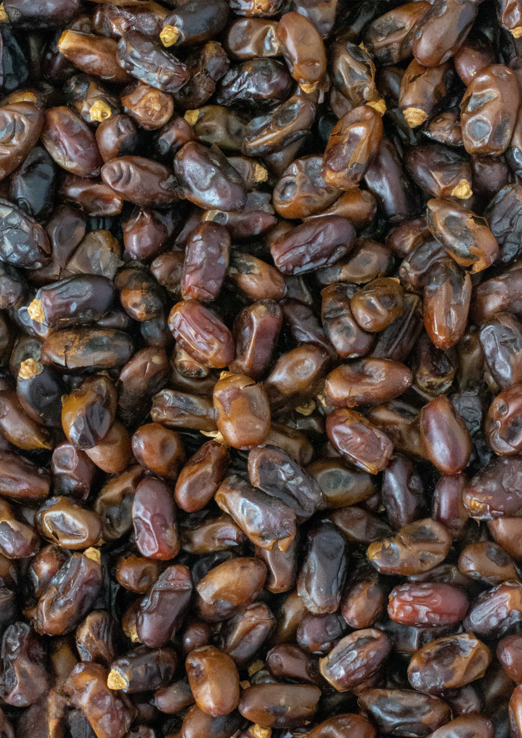 خرمای استعمران (Estamaran)