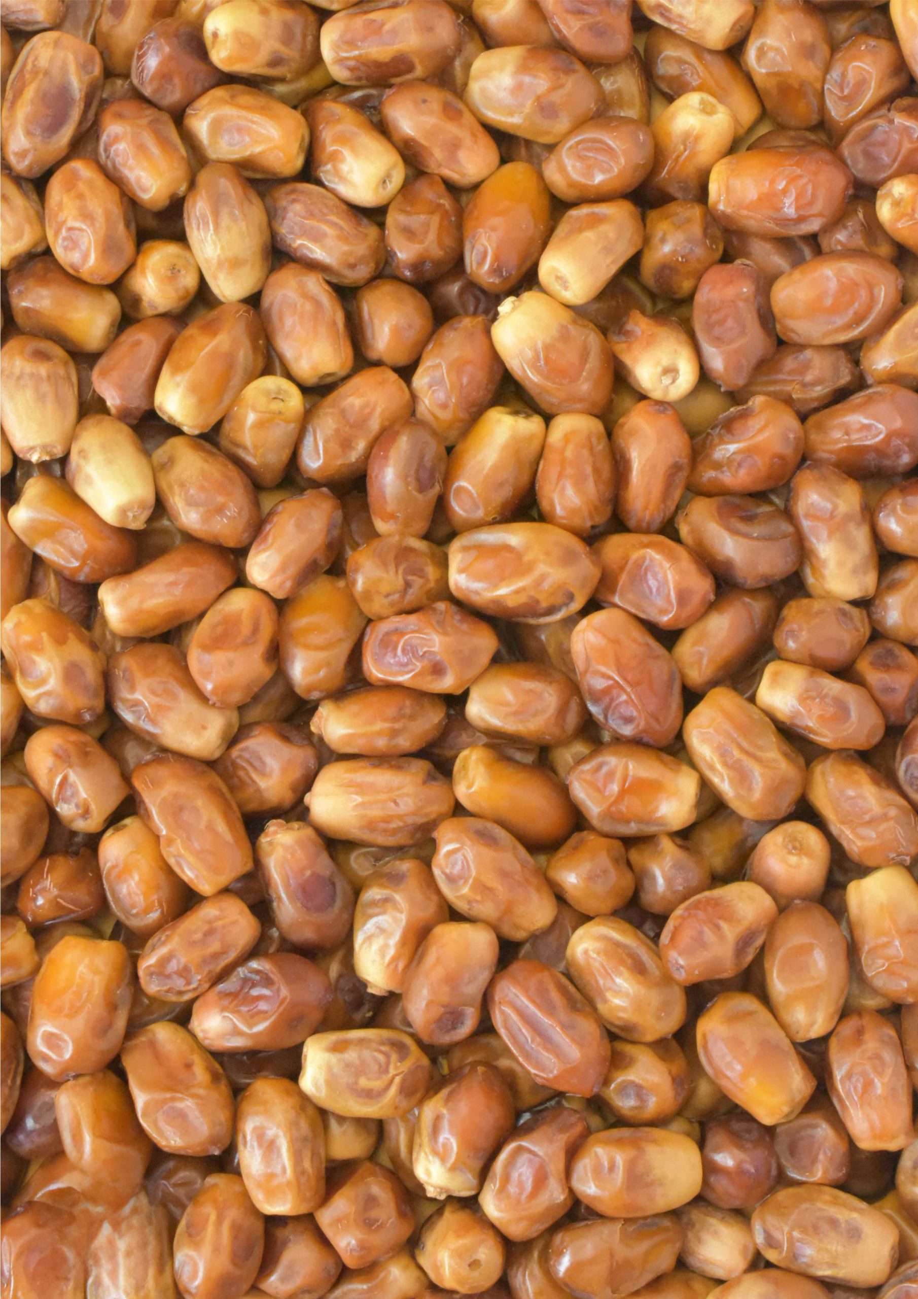 خرمای زاهدی (Zahedi)