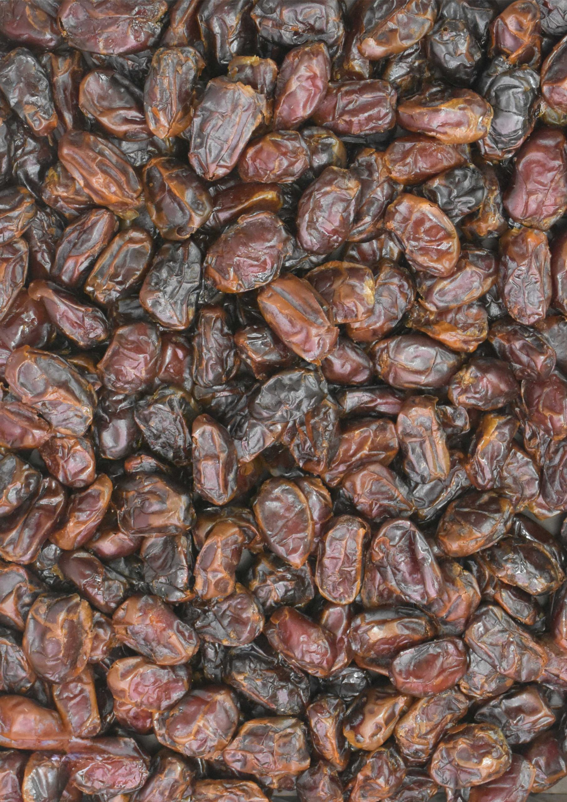 خرمای کبکاب (Kabkab)